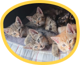 Portsmouth Cats Lost Found & Rehomed